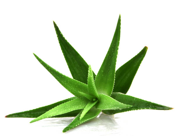 istock Aloe vera plant isolated on white background 668355134