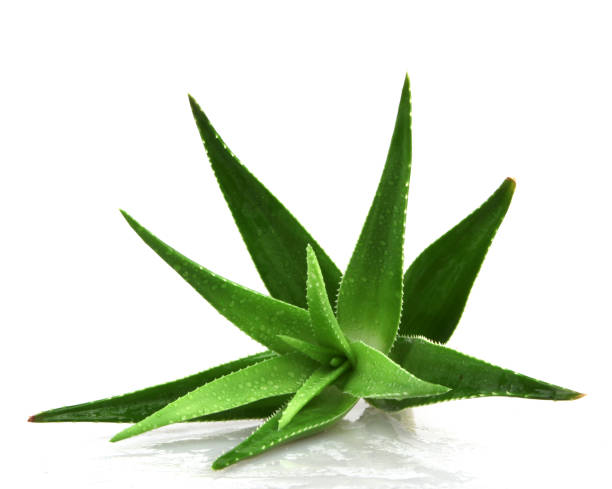 istock Aloe vera plant isolated on white background 668355144