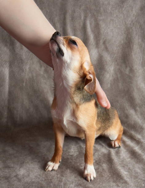 istock Woman strokes Chihuahua 668364090