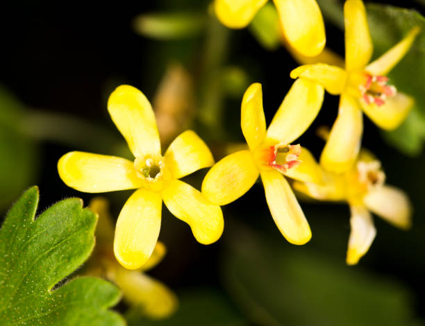 istock beautiful little yellow flower in nature 668367720
