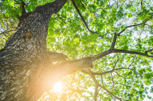 istock Forest with sunlight. The sun rays through branches of trees 668367770
