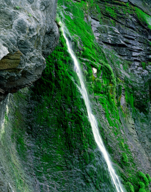 Forest, River, Stream - Flowing Water, Nature, Tree