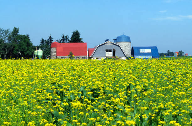 istock The ranch and the flowers 668367938