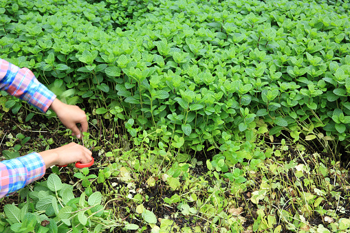 woman gardener havest mint platns at garden