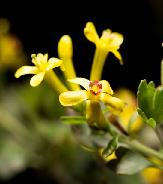 istock beautiful little yellow flower in nature 668370016