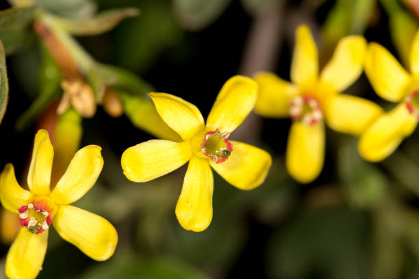 istock beautiful little yellow flower in nature 668371154