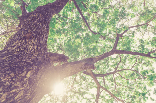 istock giant Tree green fresh nature in park landscape background 668371770