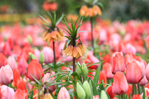 Fritillaria imperialis in a field of tulips.