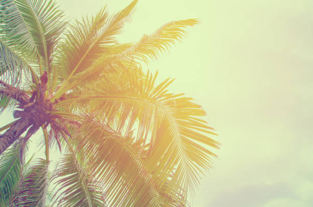 istock Palm trees against blue sky Palm tree at tropical coast vintage toned and stylized coconut tree 668378752