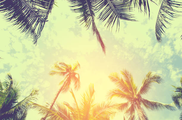 istock Palm trees against blue sky Palm tree at tropical coast vintage toned and stylized coconut tree 668378884