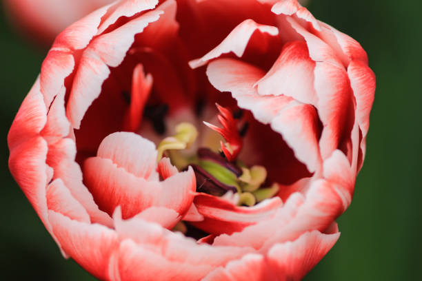 istock Close up of a red tulip 668381544