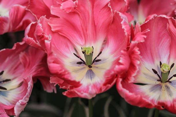 nahaufnahme einer rosakantierten weißen tulpe - tulip blue close up cut flowers stock-fotos und bilder