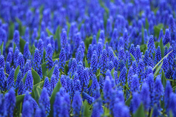 istock Close up of bright blue grape hyacinths 668381886