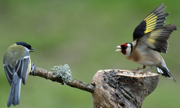 istock Great Tit and Goldfinch 668381898