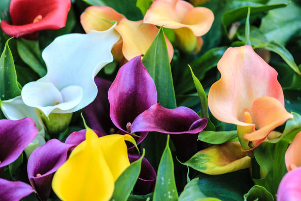 istock Red white  purple yellow and orange calla lilies 668382012