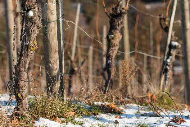 istock Vineyard in winter with with snow and old vines 668385682