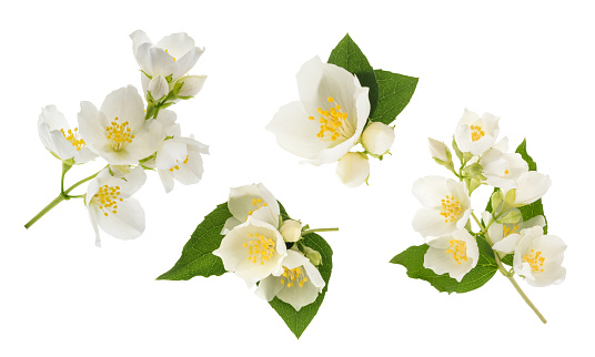 Jasmine flower isolated on white. without shadow