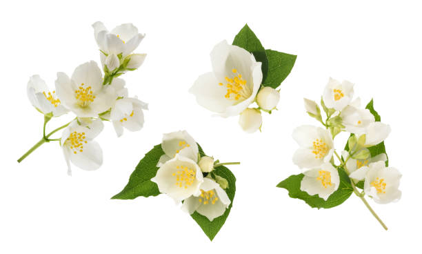 Jasmine flower isolated on white. without shadow Jasmine flower isolated on white. without shadow winter jasmine stock pictures, royalty-free photos & images