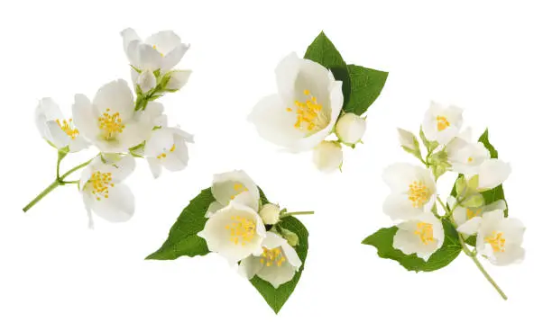 Photo of Jasmine flower isolated on white. without shadow