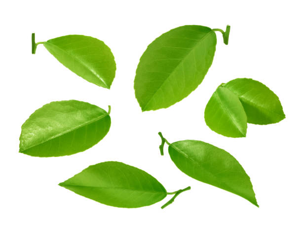 istock Citrus leaves isolated on white background 668389112