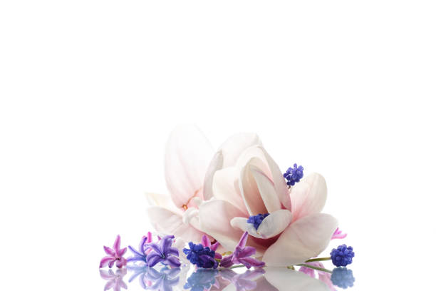 istock Set of spring flowers with magnolia 668392120