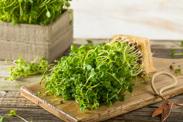 istock Organic Raw Green Pea Shoots 668393656