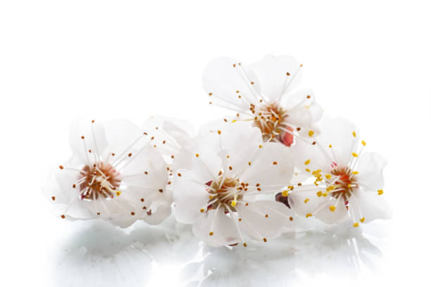 istock Branch of blooming spring apricots 668395814