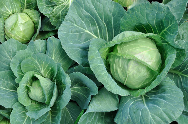close-up of organically cultivated cabbage plantation stock photo