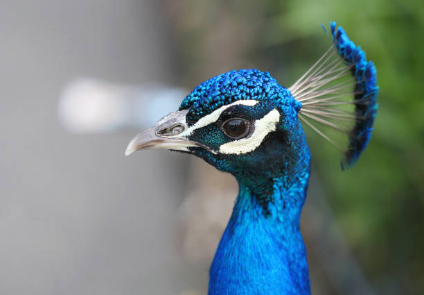 istock The colorful peacock close up portrait 668396718