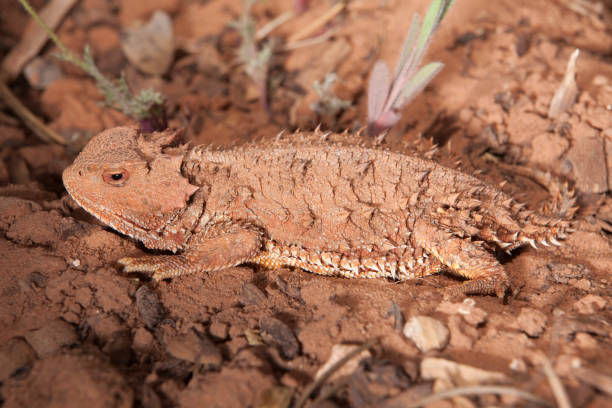 istock Spiked wild desert horned lizard Bear Ears National Monument Cedar Mesa Utah 668399816