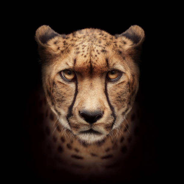 Cheetah Head Looking At Camera Closeup Stock Photo - Download Image Now -  Cheetah, Animal Head, Black Background - iStock
