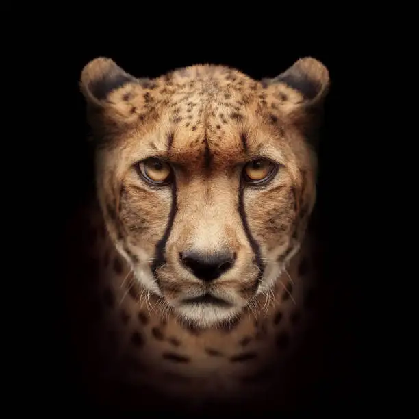 Cheetah head looking at camera close-up