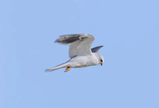 Photo of White-tailed Kite - Elanus leucurus, Adult.