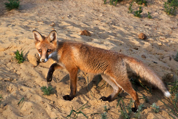 istock fox cub mammal puppy fur hole animal 668405642