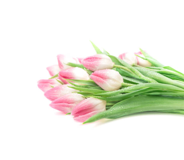 Tulip flowers with water drops. Fresh spring pink bouquet isolated on white background