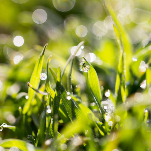 istock drops of dew on the grass 668406288