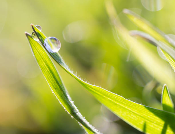 istock drops of dew on the grass 668406774