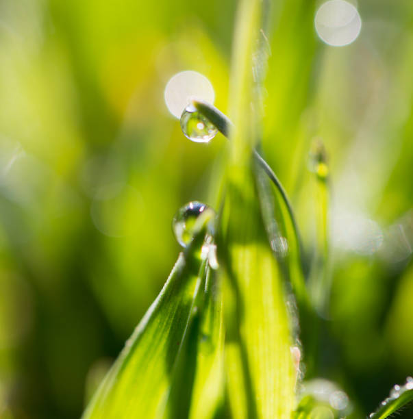 istock drops of dew on the grass 668409172