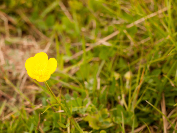 istock Beautiful Buttercup in Spring Time Isolated and in the Wind Swaying 668409268