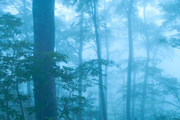 istock Forest of fog 668409622