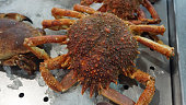 algarve-portugal.jpg?b=1&s=170x170&k=20&c=9AUpJhbclAVeQ772-RLftrdq7gP07V3soI9FEHRNioc=