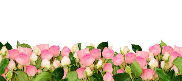 istock Pink rose flowers border 668419114