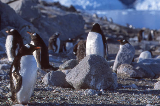 bandada de wild gentú penguins encuentra en la costa - pebble gentoo penguin antarctica penguin fotografías e imágenes de stock