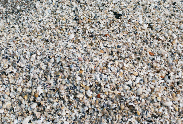 istock The big amount of small shells laying on the ground 668425050