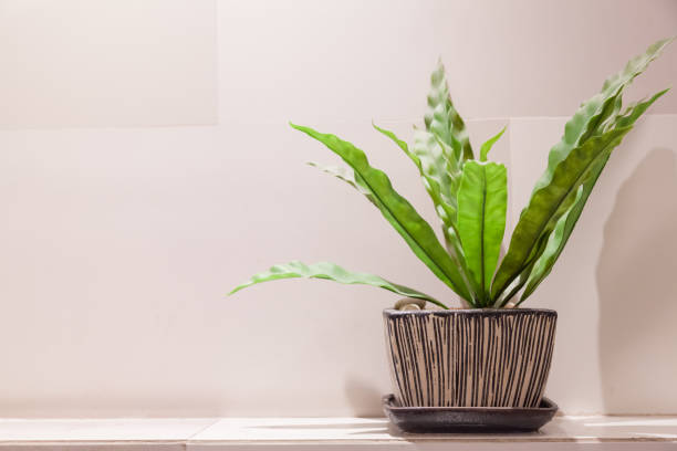 istock Fake flower and Flowerpot 668428504
