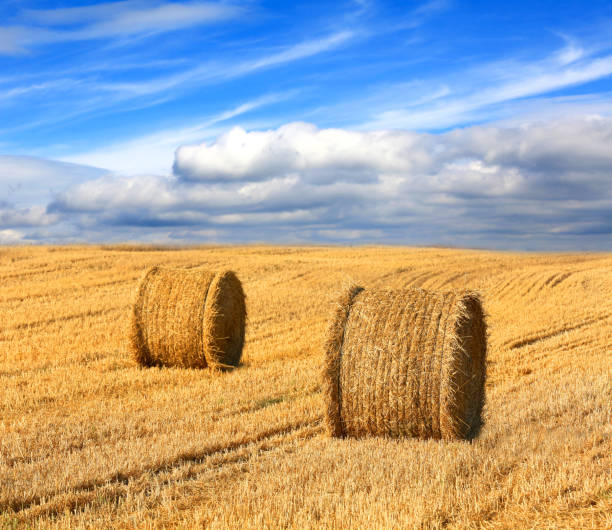 istock hay rolls on farming field under nice clouds in sky 668430112