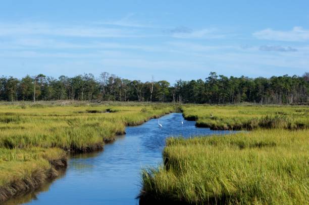 istock Cattus Island Wetlands, Jersey Shore 668434290
