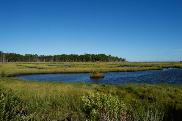 istock Cattus Island Wetlands, Jersey Shore 668434292