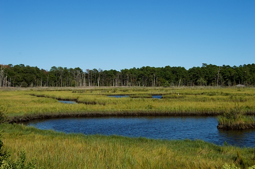 Landscape of the wetlands at Cattus Island in Toms River, New Jersey