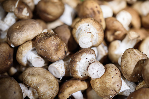 Shiitake mushroom sale in the market